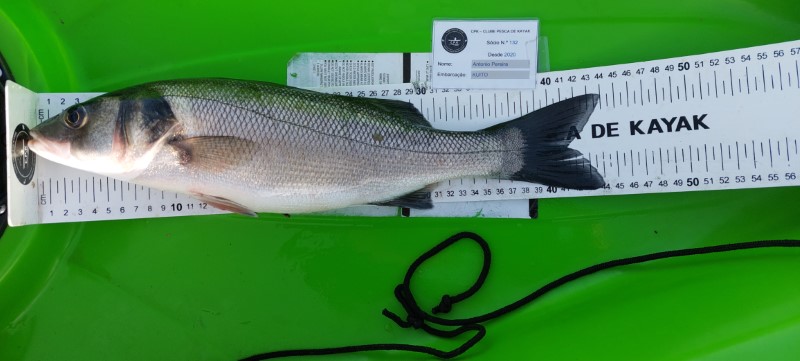 Fish Measure Picture