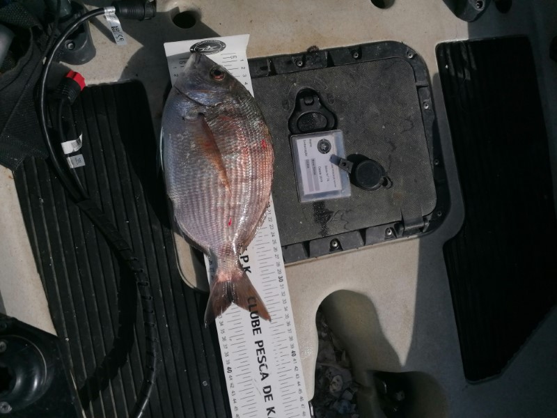 Fish Measure Picture