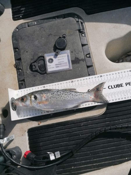 Fish Measure Picture
