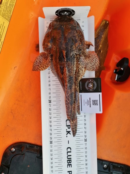 Fish Measure Picture
