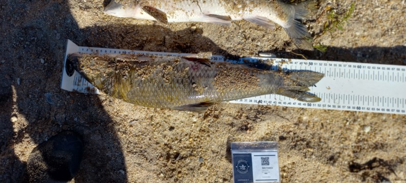 Fish Measure Picture