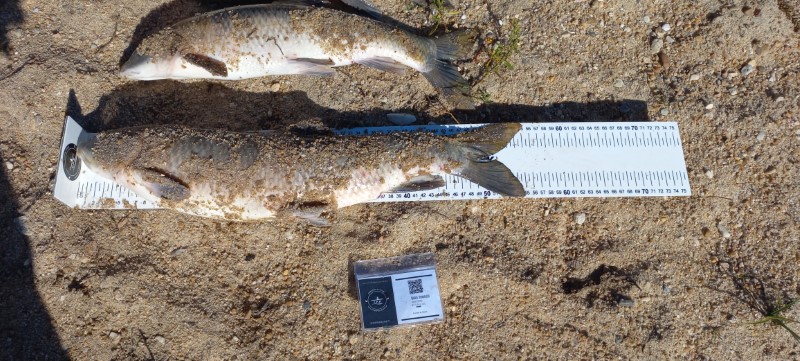 Fish Measure Picture
