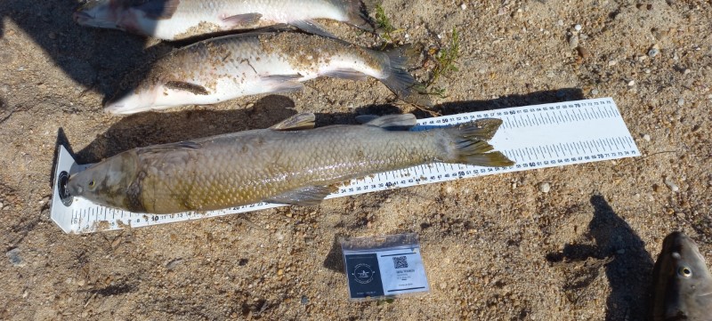 Fish Measure Picture