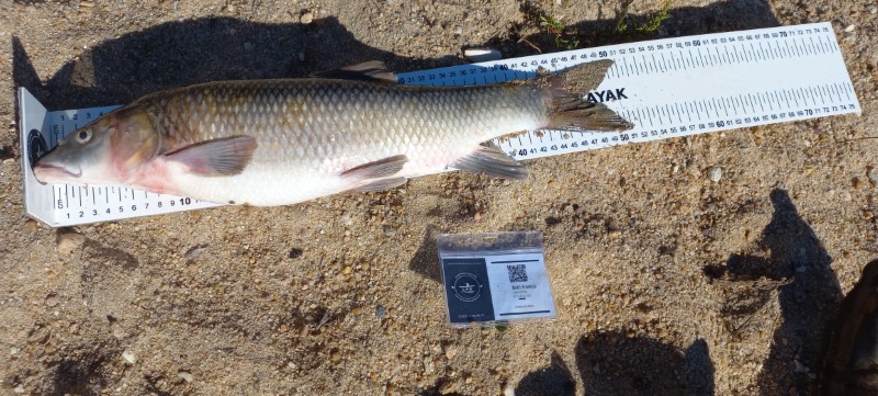 Fish Measure Picture