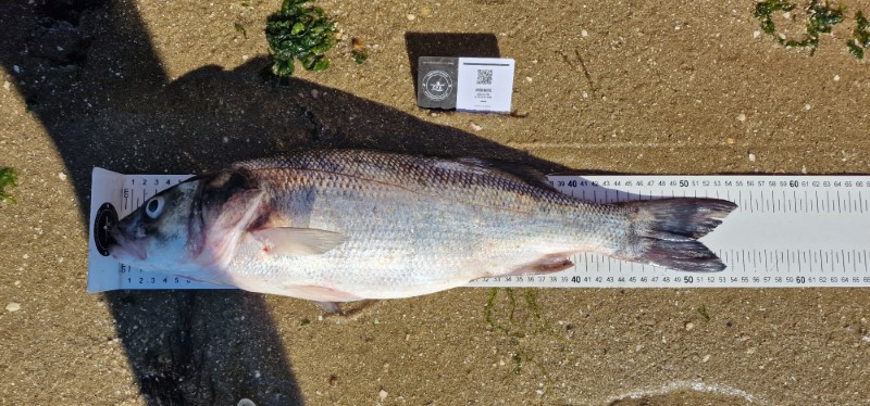 Fish Measure Picture