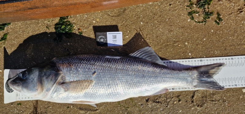 Fish Measure Picture