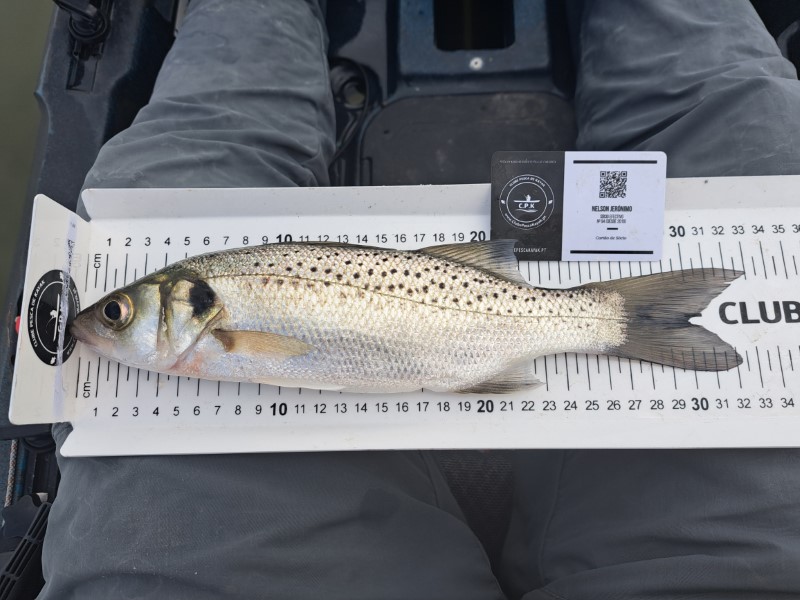 Fish Measure Picture