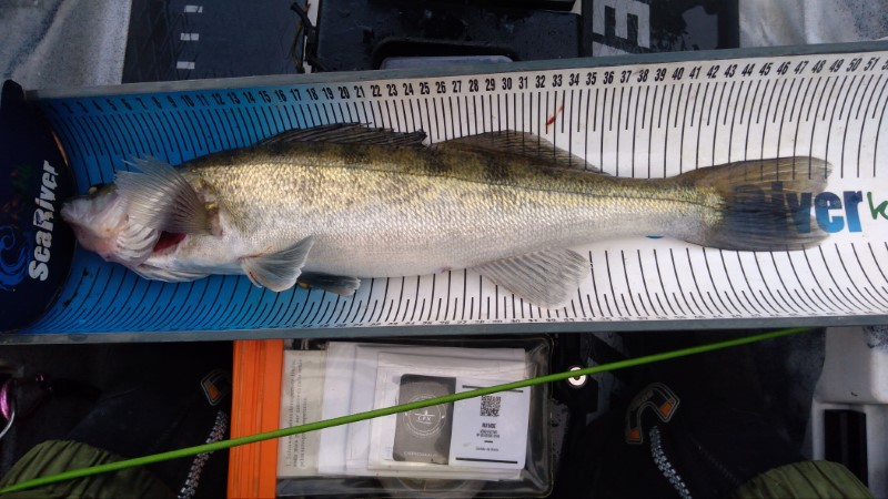 Fish Measure Picture