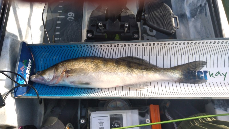 Fish Measure Picture