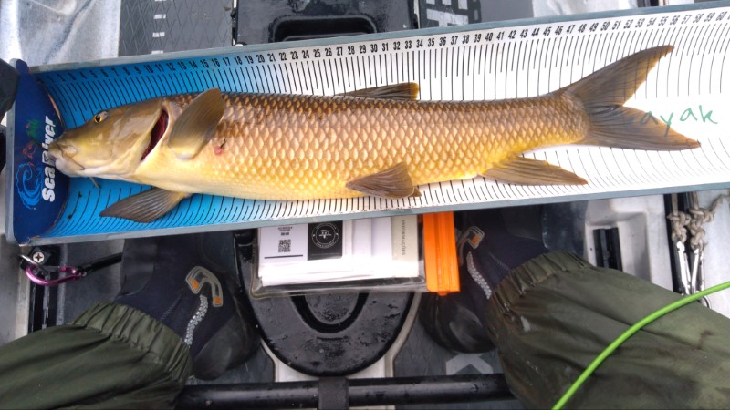 Fish Measure Picture