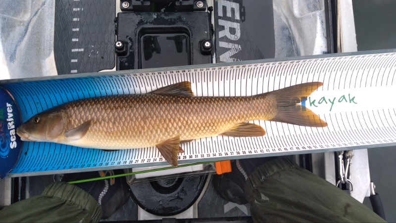 Fish Measure Picture