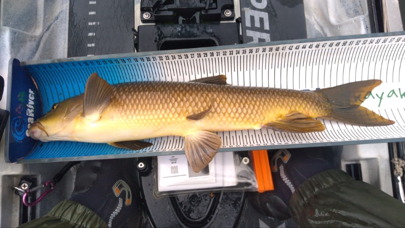 Fish Measure Picture