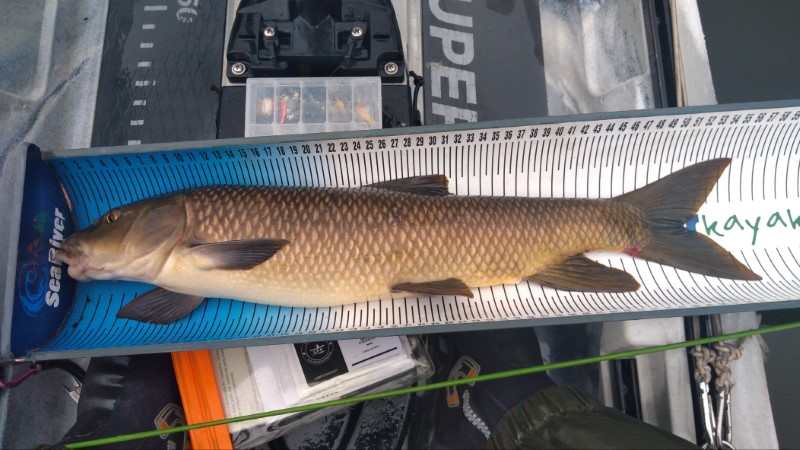 Fish Measure Picture