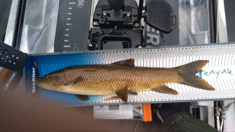 Fish Measure Picture