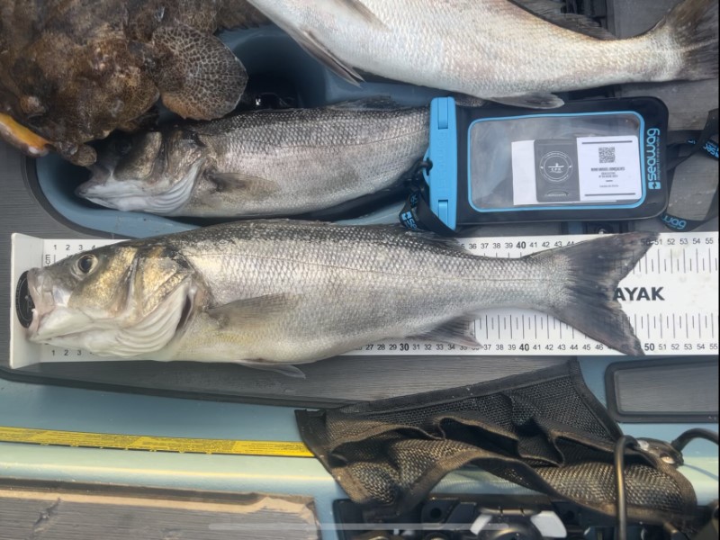 Fish Measure Picture