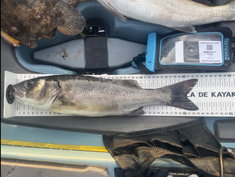 Fish Measure Picture