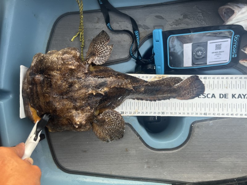 Fish Measure Picture