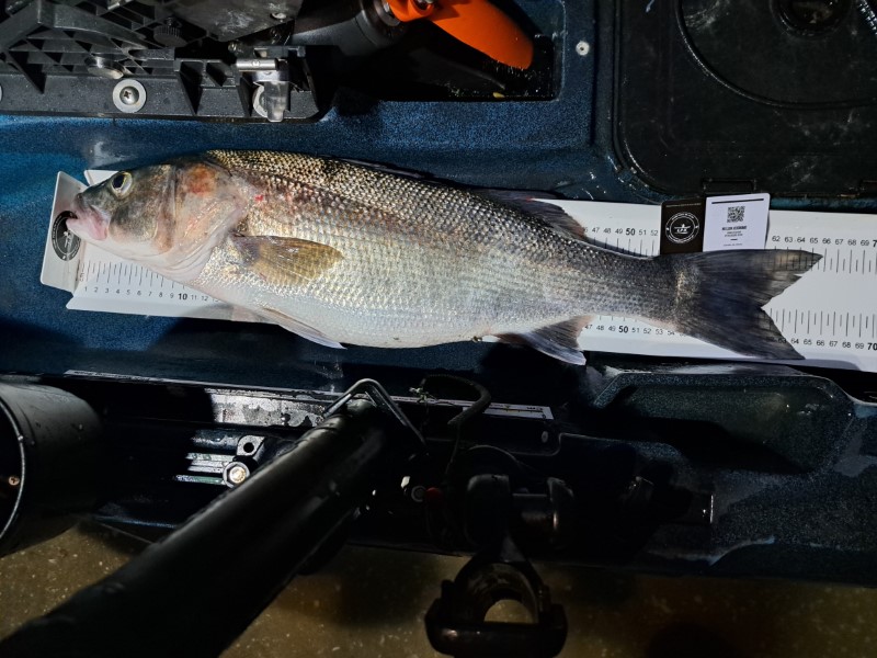 Fish Measure Picture