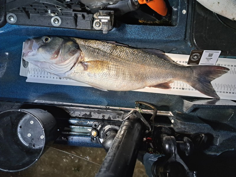 Fish Measure Picture