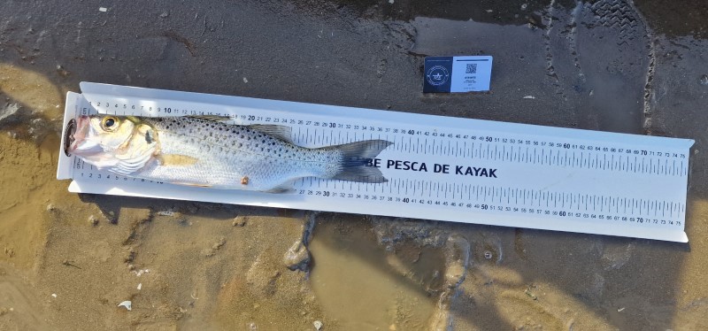 Fish Measure Picture
