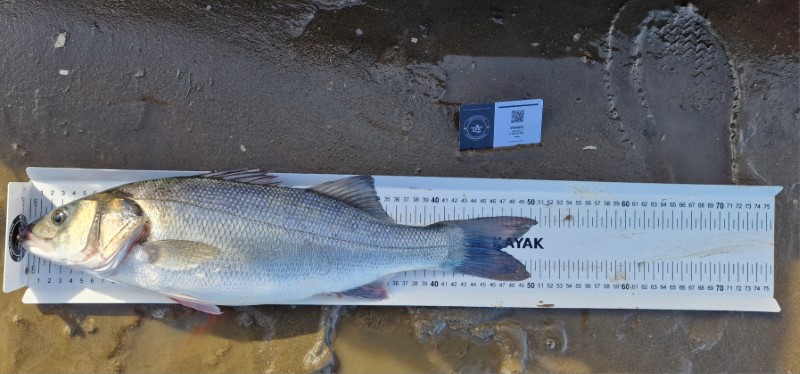 Fish Measure Picture
