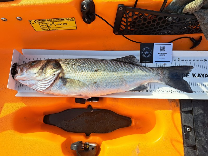 Fish Measure Picture