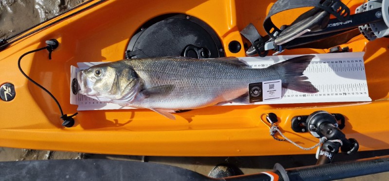 Fish Measure Picture