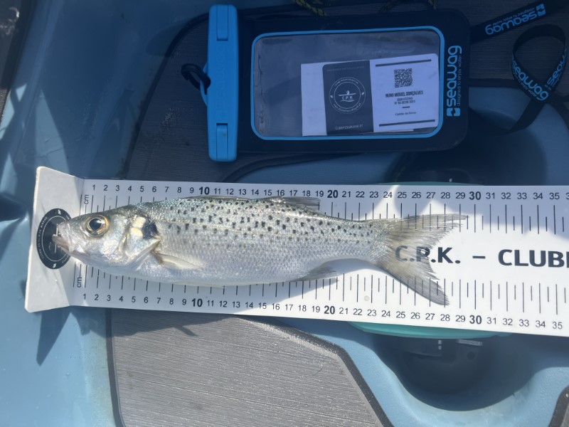 Fish Measure Picture