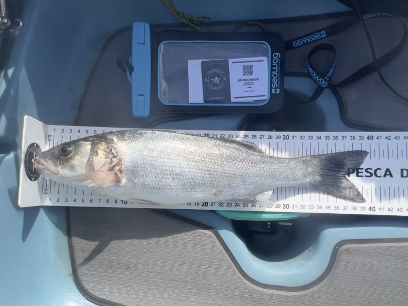 Fish Measure Picture