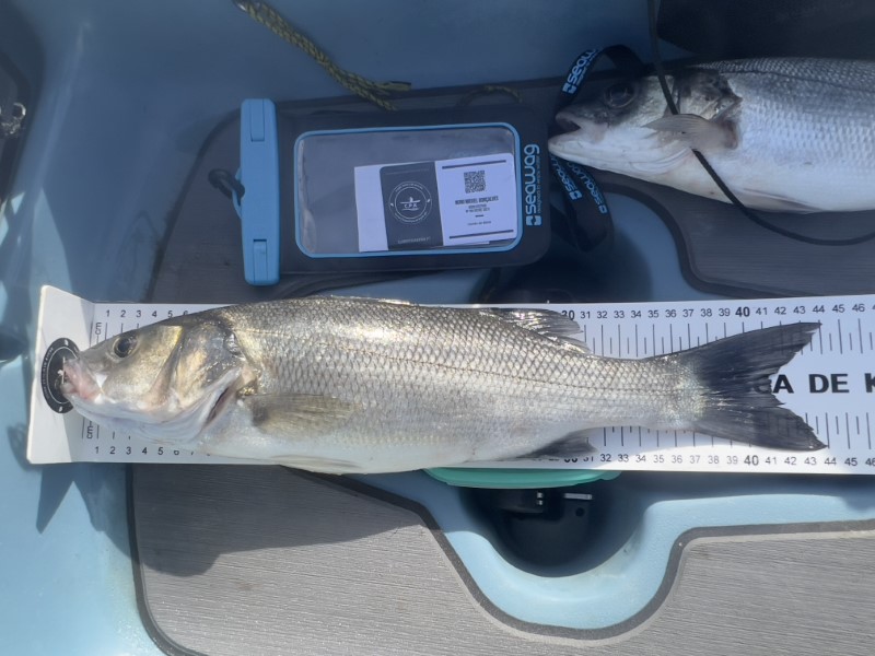 Fish Measure Picture