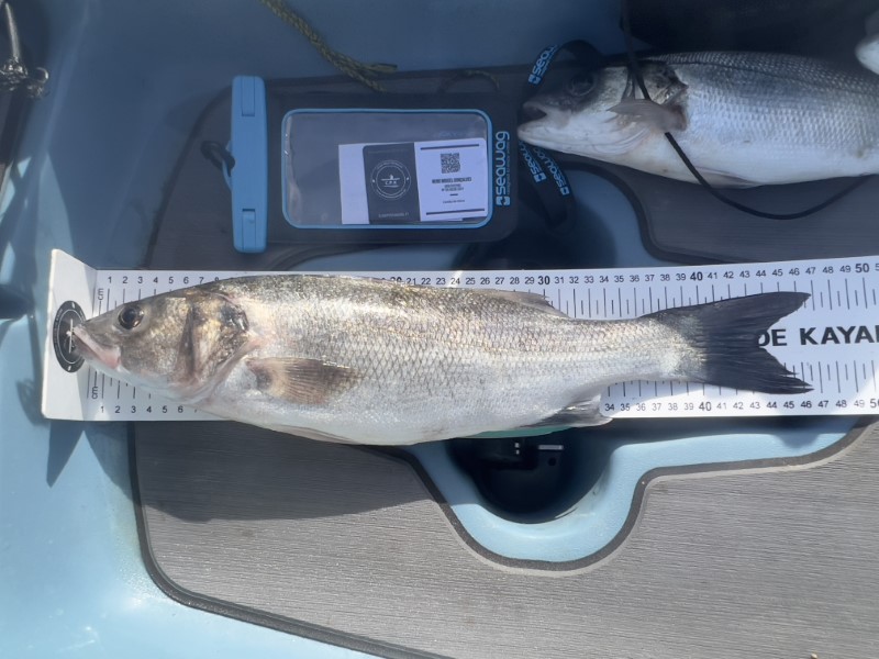 Fish Measure Picture