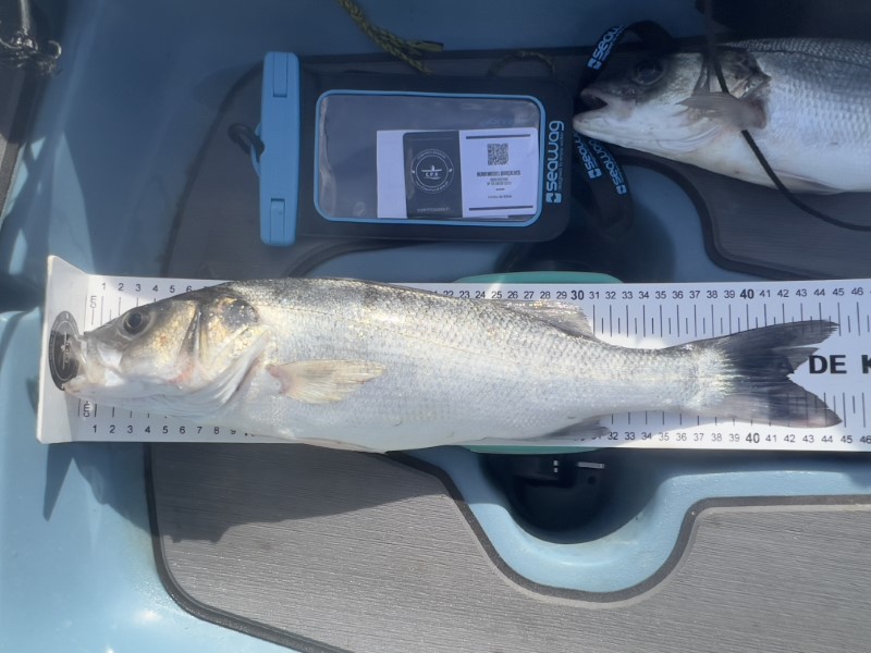 Fish Measure Picture