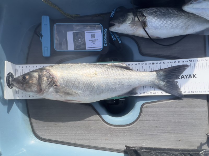 Fish Measure Picture