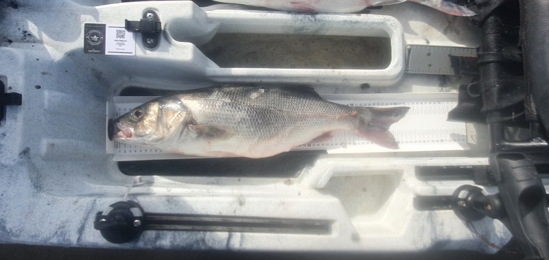 Fish Measure Picture