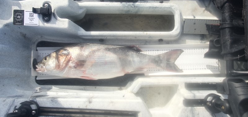 Fish Measure Picture