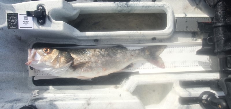 Fish Measure Picture