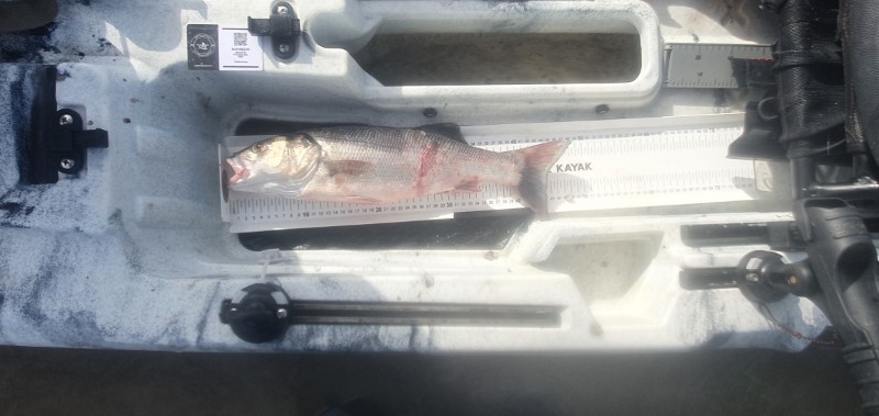 Fish Measure Picture