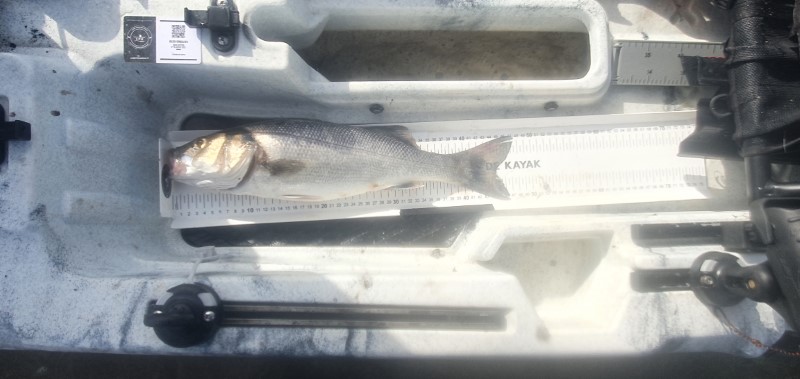 Fish Measure Picture