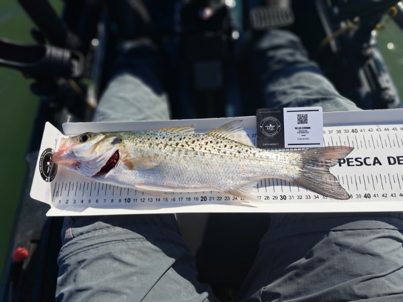 Fish Measure Picture