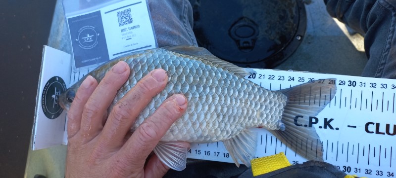 Fish Measure Picture