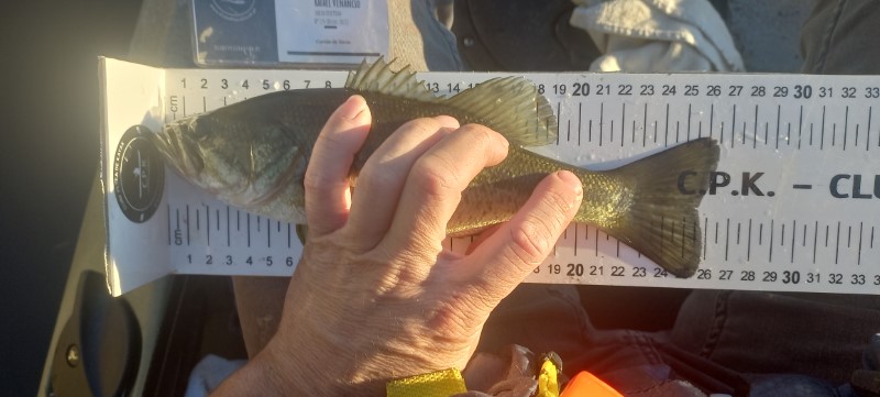 Fish Measure Picture