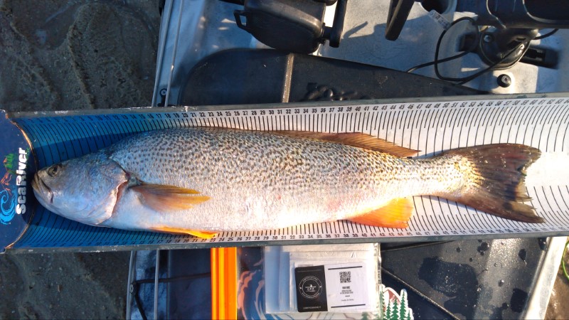 Fish Measure Picture