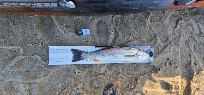 Fish Measure Picture