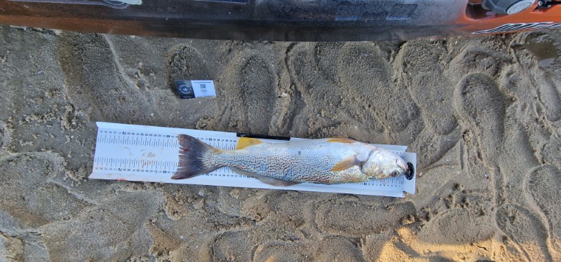 Fish Measure Picture