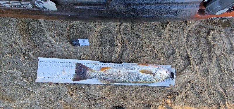 Fish Measure Picture