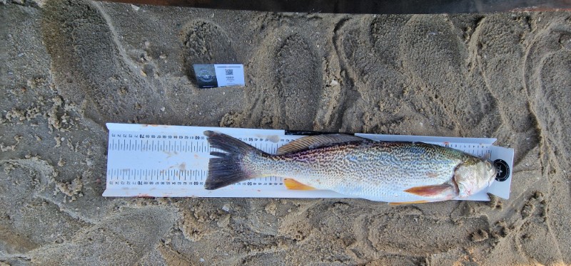 Fish Measure Picture
