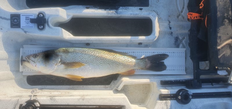 Fish Measure Picture