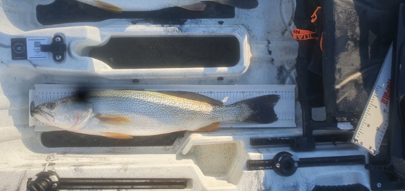 Fish Measure Picture