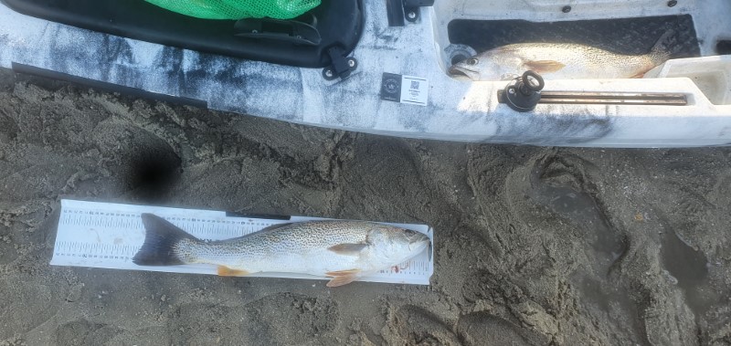 Fish Measure Picture