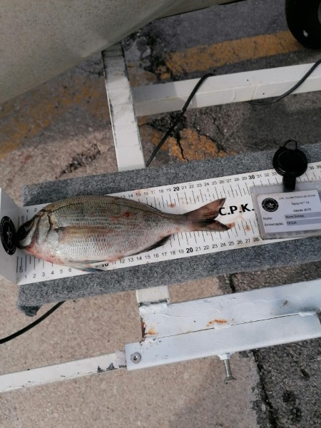 Fish Measure Picture